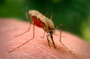 New partnership launched to accelerate the elimination of relapsing P. vivax malaria