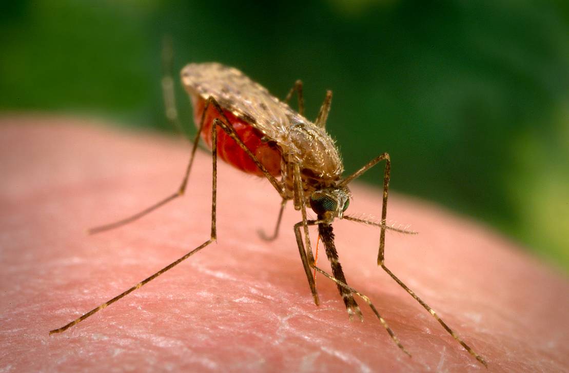 New partnership launched to accelerate the elimination of relapsing P. vivax malaria