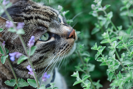 Catnip Chemical Repels Mosquitos, Attracts Cats